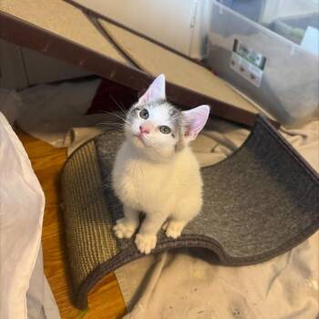 Domestic Short Hair Cats Available for Adoption in Madison, Wisconsin - Chip | PetCurious