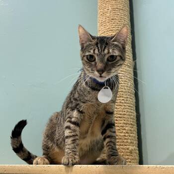 Rescue Domestic Short Hair Cats for Adoption in Aiea, Hawaii - Lewis | PetCurious