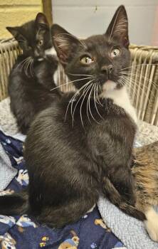 Rescue Domestic Short Hair Cats for Adoption in Sherwood, Arkansas - Ghee | PetCurious