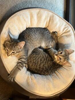 Domestic Short Hair Cats Available for Adoption - Nori And Kimchi | PetCurious