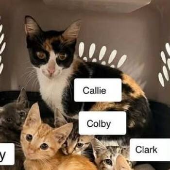 Rescue Domestic Short Hair Cats for Adoption in Madison, Wisconsin - Callie | PetCurious