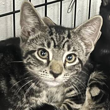 Wisp -  Domestic Short Hair Cat for Adoption in Idaho Falls, Idaho - Wisp | PetCurious