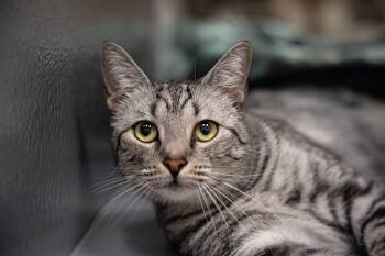 Rescue Silver Cats for Adoption in Dalton, Georgia - Chrome | PetCurious