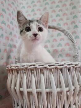 Spots -  Domestic Short Hair Cat for Adoption in Bloomsburg, Pennsylvania - Spots | PetCurious