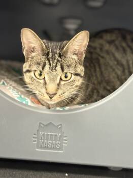 Rescue Domestic Short Hair and Tabby Cats for Adoption in Plymouth, Minnesota - Greta ~Adoption Center Cat~ | PetCurious