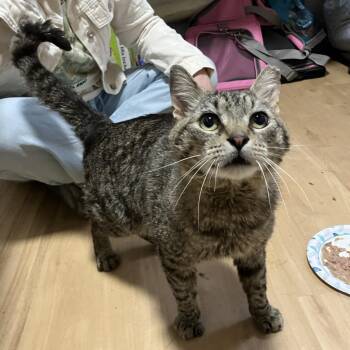 American Shorthair Cats Available for Adoption in Westport, Connecticut - Oscar (R22 Walnut 7) | PetCurious