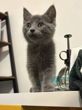 Rescue Domestic Short Hair Cats for Adoption in Mcpherson, Kansas - Churro | PetCurious