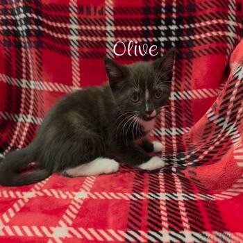 Oliver -  Domestic Short Hair Cat for Adoption in Parkersburg, West Virginia - Oliver | PetCurious