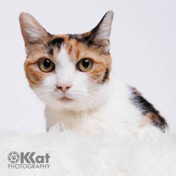 Paige -  Calico Cat for Adoption in Oklahoma City, Oklahoma - Paige | PetCurious