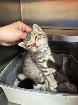 STIBNUM -  Domestic Short Hair Cat for Adoption in Louisville, Kentucky - STIBNUM | PetCurious