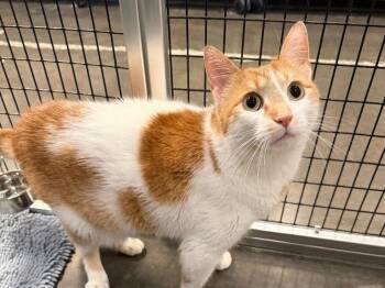 Echo -  Domestic Short Hair Cat for Adoption in Raleigh, North Carolina - Echo | PetCurious