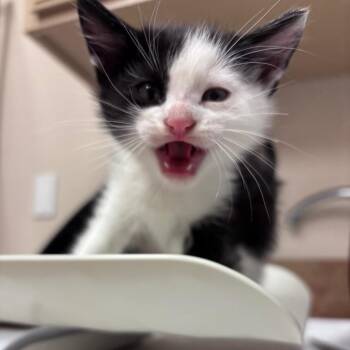 Domestic Medium Hair Cats Available for Adoption in Goleta, California - Ru-pawpaw | PetCurious