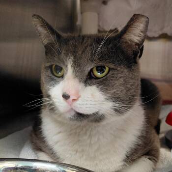 Domestic Short Hair Cats Available for Adoption in Philadelphia, Pennsylvania - Ziggy | PetCurious