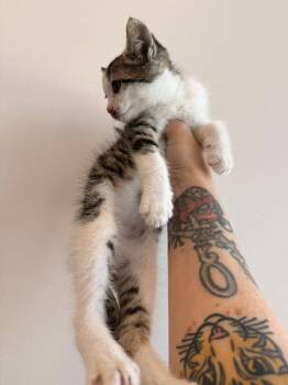 BOGO -  Domestic Short Hair Cat for Adoption in Clarksville, Tennessee - BOGO | PetCurious