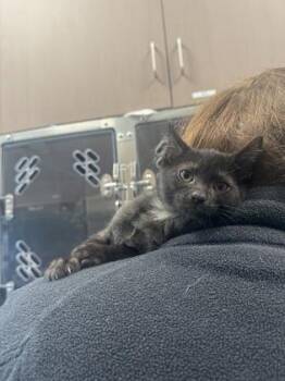 Franklin -  Domestic Short Hair Cat for Adoption in Fishers, Indiana - Franklin | PetCurious