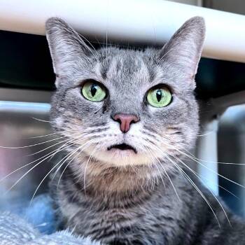 Domestic Short Hair Cats Available for Adoption - Chia | PetCurious