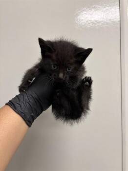 Domestic Short Hair Cats Available for Adoption in Ontario, California - EENY - NEEDS A FOSTER | PetCurious