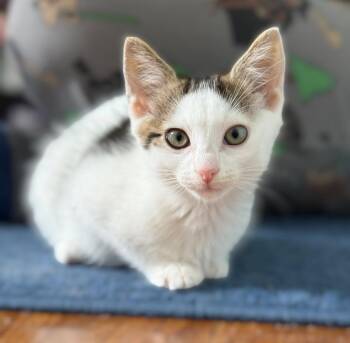 Domestic Short Hair Cats Available for Adoption - Jersey | PetCurious