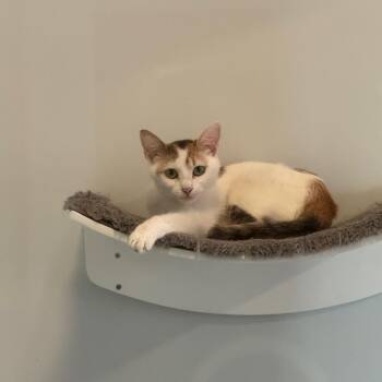 Karen -  Domestic Short Hair Cat for Adoption in Monroe, North Carolina - Karen | PetCurious
