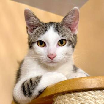 Carl -  Domestic Short Hair Cat for Adoption - Carl | PetCurious