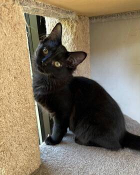 Rescue Domestic Long Hair Cats for Adoption in Elizabethtown, New York - Birdie | PetCurious