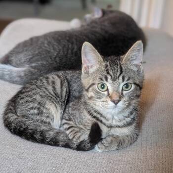 Kaladin -  Domestic Short Hair Cat for Adoption in Fairfax Station, Virginia - Kaladin | PetCurious