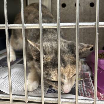 Candi -  Domestic Short Hair Cat for Adoption in Roxboro, North Carolina - Candi | PetCurious
