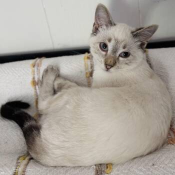Dizzy -  Siamese Cat for Adoption in Lucas, Texas - Dizzy | PetCurious