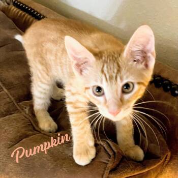 Pumpkin #Heights-quintet -  Tabby and Domestic Short Hair Cat for Adoption in Houston, Texas - Pumpkin #Heights-quintet | PetCurious