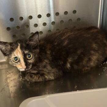 Sweet T -  Domestic Short Hair Cat for Adoption in Norman, Oklahoma - Sweet T | PetCurious