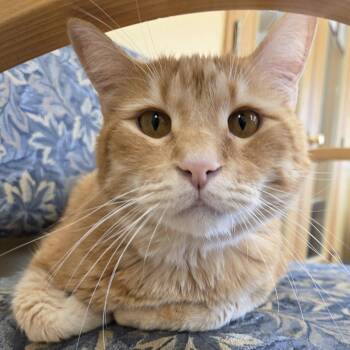 Butterscotch -  Domestic Short Hair Cat for Adoption in Park Rapids, Minnesota - Butterscotch | PetCurious