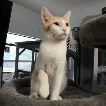 Bubbs Jo -  Domestic Short Hair Cat for Adoption in Tallahassee, Florida - Bubbs Jo | PetCurious