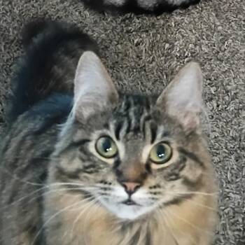 SAMMY -  Siberian Cat for Adoption in Graham, Washington - SAMMY | PetCurious