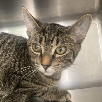 Joy -  Domestic Short Hair Cat for Adoption in Chicago, Illinois - Joy | PetCurious