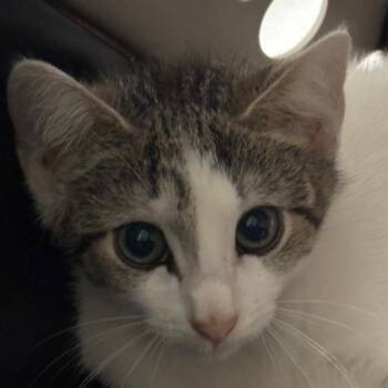 Boba Fett -  Domestic Short Hair Cat for Adoption in Charleston, West Virginia - Boba Fett | PetCurious