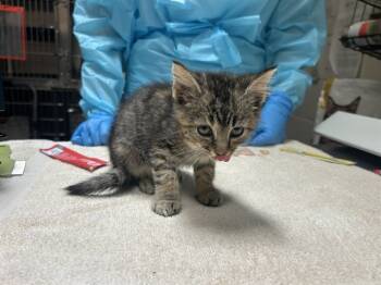 Rescue Domestic Short Hair Cats for Adoption in Raleigh, North Carolina - CHIPS | PetCurious