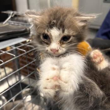 Hawk -  Domestic Short Hair Cat for Adoption in Summerville, South Carolina - Hawk | PetCurious