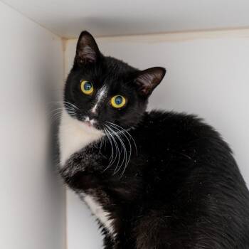 Domestic Short Hair Cats Available for Adoption - Margherita | PetCurious