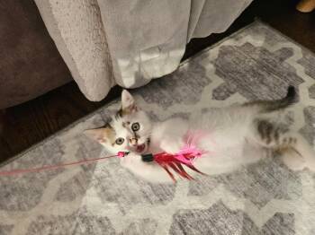 Stitch (aka Corkscrew) -  Domestic Short Hair Cat for Adoption in Chicago, Illinois - Stitch (aka Corkscrew) | PetCurious