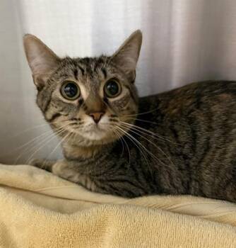 Domestic Short Hair Cats Available for Adoption in Peoria, Illinois - CORNBREAD | PetCurious