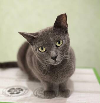 One-Way -  Domestic Short Hair Cat for Adoption in Rixeyville, Virginia - One-Way | PetCurious