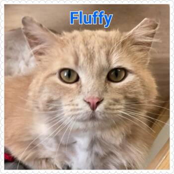 Rescue Domestic Long Hair Cats for Adoption in North Saint Paul, Minnesota - Fluffy | PetCurious