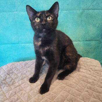 Rescue American Shorthair Cats for Adoption in Tipton, Indiana - Poppy | PetCurious