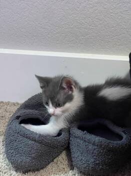 Magnus -  Domestic Short Hair Cat for Adoption in Fort Collins, Colorado - Magnus | PetCurious