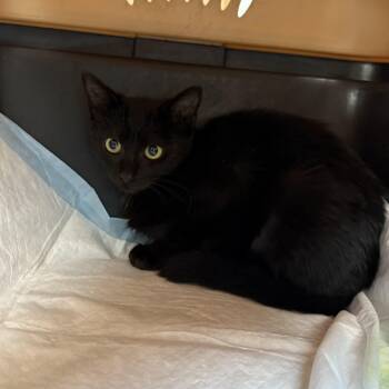 Rescue Domestic Short Hair Cats for Adoption in Columbia, South Carolina - Binx | PetCurious