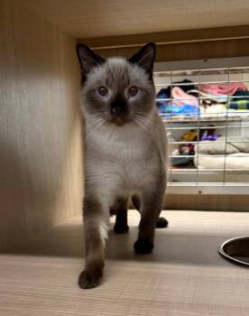Siamese Cats Available for Adoption in Bossier City, Louisiana - Brownie | PetCurious