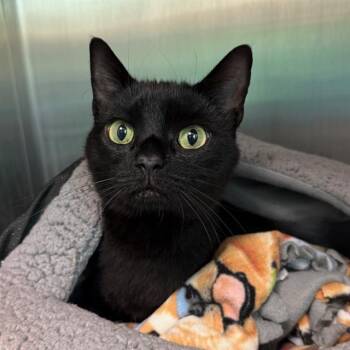 STELLA -  Domestic Short Hair Cat for Adoption in Barnstable, Massachusetts - STELLA | PetCurious