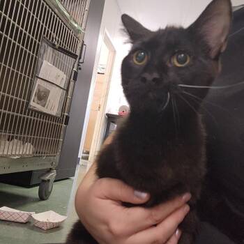 Domestic Medium Hair Cats Available for Adoption in Clearwater, Florida - Crow | PetCurious