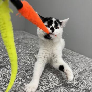 Rescue Domestic Short Hair and American Shorthair Cats for Adoption in Frankfort, Indiana - Speckles | PetCurious