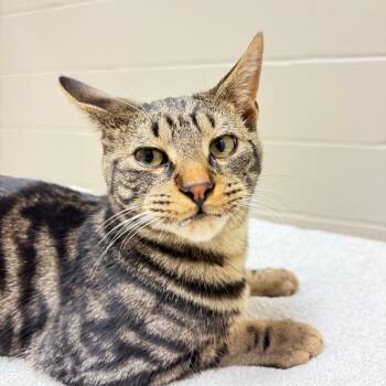Rescue Domestic Short Hair Cats for Adoption in Bristol, Indiana - BOGGLE | PetCurious